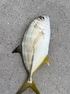 メッキの釣果