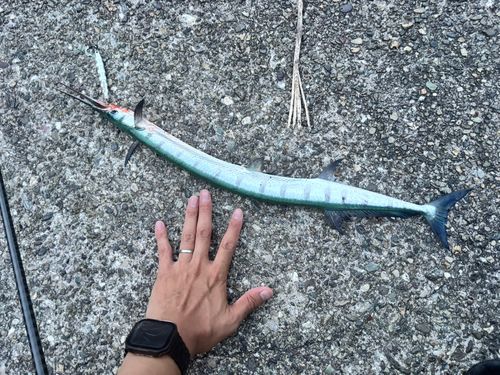 オキザヨリの釣果