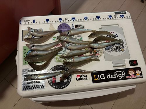 キスの釣果