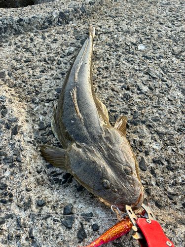 マゴチの釣果