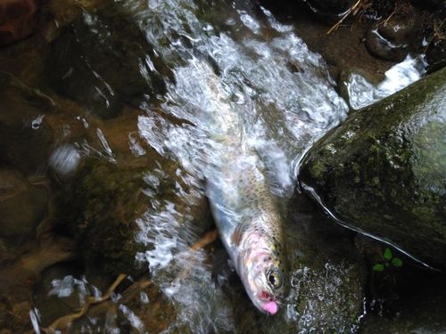 ニジマスの釣果