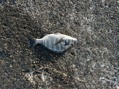 チンチンの釣果