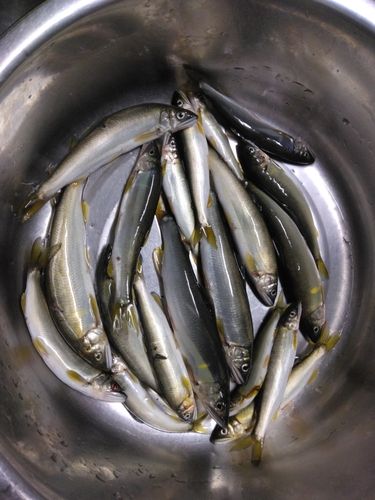 アユの釣果