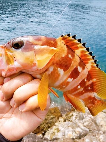 アカハタの釣果