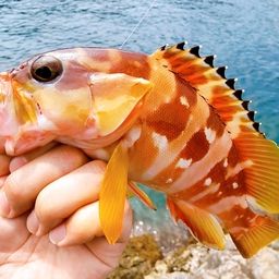 アカハタ
