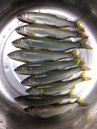 アユの釣果