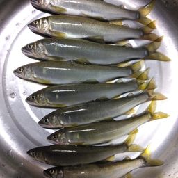 アユ