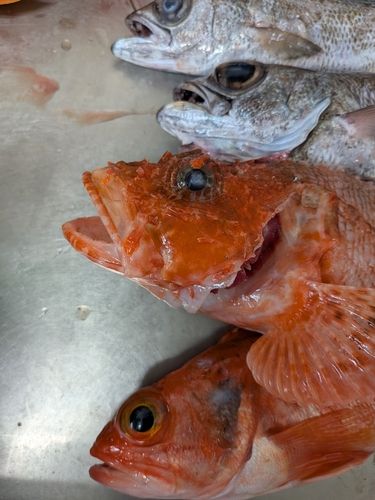 クロムツの釣果