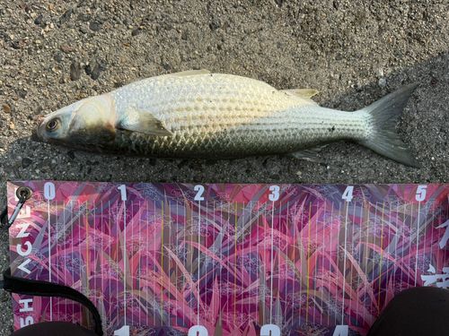 ボラの釣果
