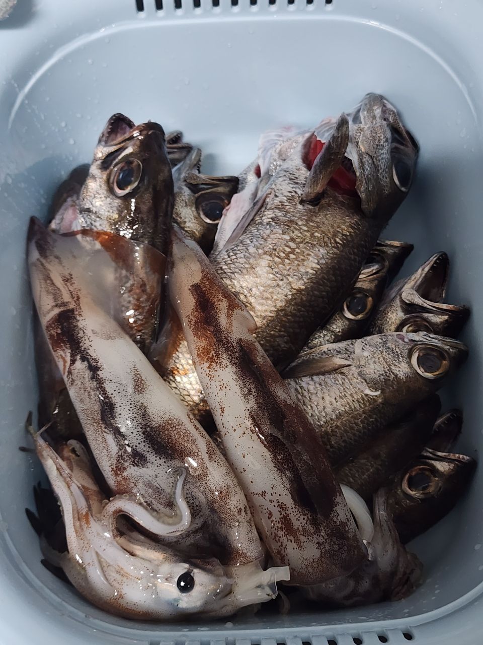 クロムツ