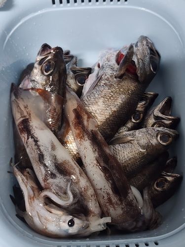 クロムツの釣果