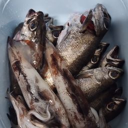 クロムツ