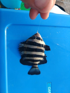 イシダイの釣果