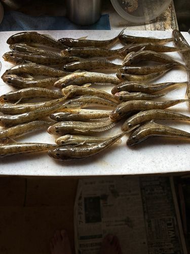 ハゼの釣果