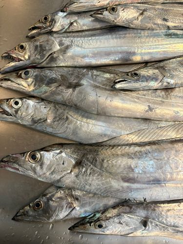 タチウオの釣果