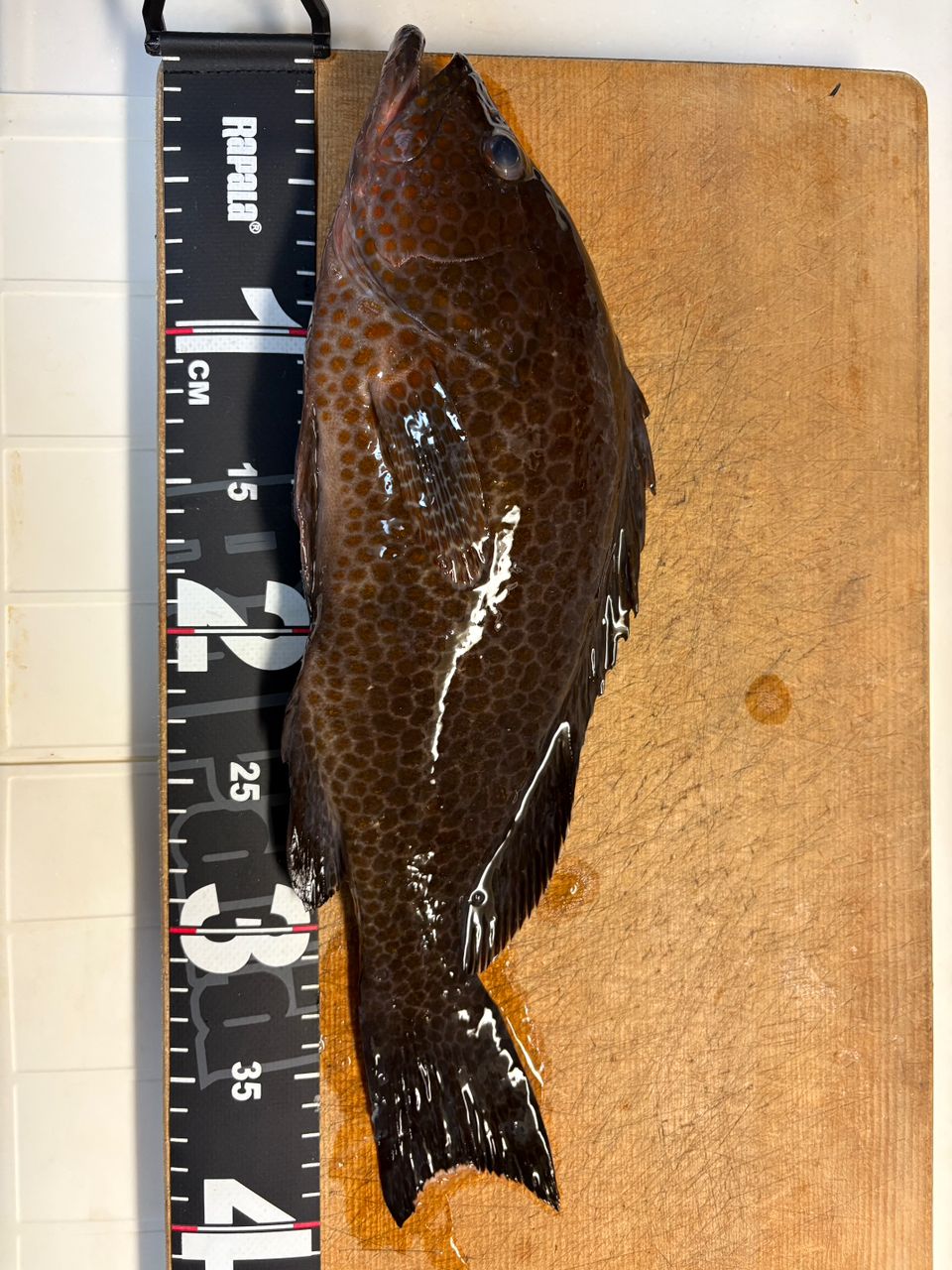 ぐっち@横浜さんの釣果 2枚目の画像