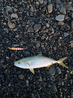 ワカシの釣果