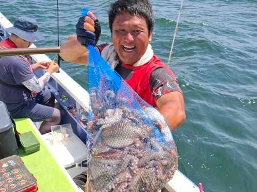 マダコの釣果