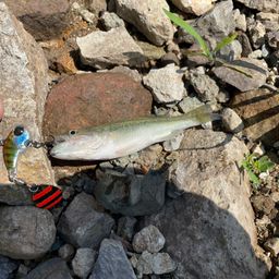 ラージマウスバス