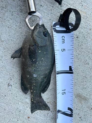 グレの釣果