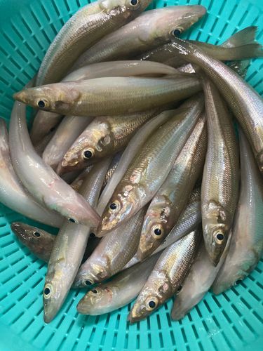 キスの釣果