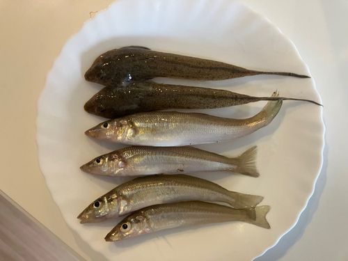 キスの釣果