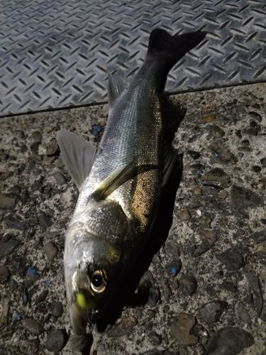 セイゴ（マルスズキ）の釣果