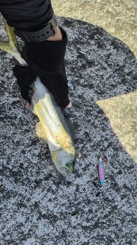 シイラの釣果