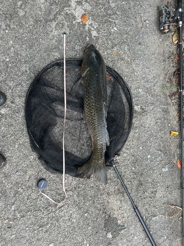 コイの釣果