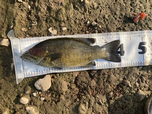 スモールマウスバスの釣果