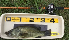 ブラックバスの釣果