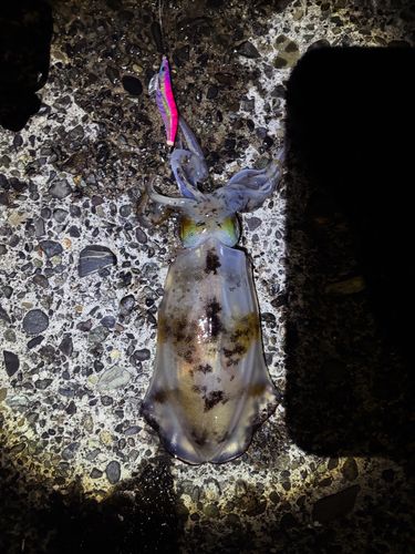 アオリイカの釣果