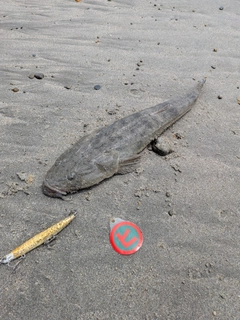 マゴチの釣果
