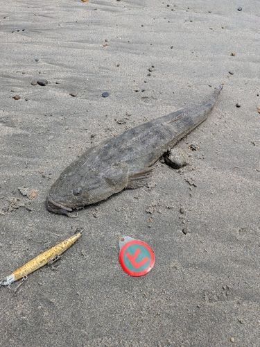 マゴチの釣果