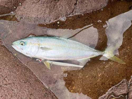 ヤズの釣果