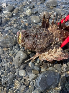 オニオコゼの釣果