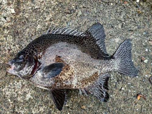 イシガキダイの釣果