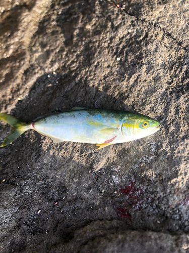 ワカシの釣果