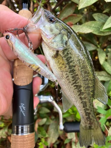 ブラックバスの釣果