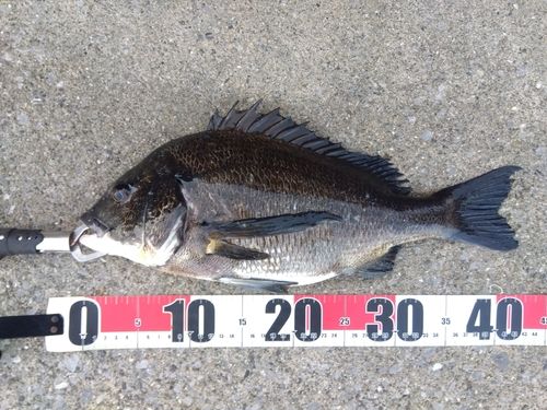 クロダイの釣果
