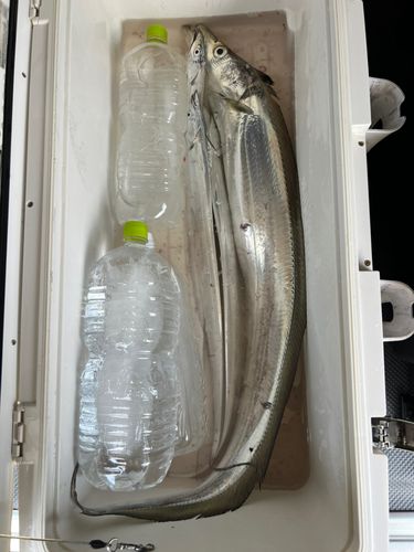 テンジクタチの釣果