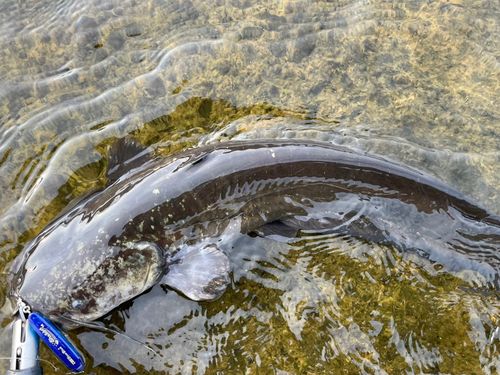 ナマズの釣果