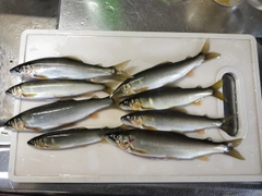 アユの釣果