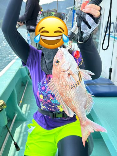 マダイの釣果