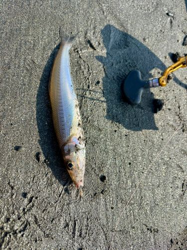 シロギスの釣果