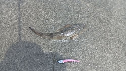 マゴチの釣果