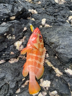 アカハタの釣果