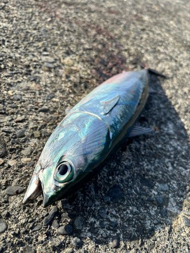 マルソウダの釣果