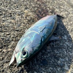 マルソウダ