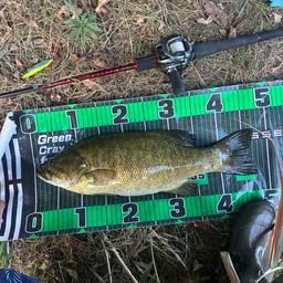 スモールマウスバス